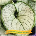 Brunnera macrophylla 'Sea Heart'