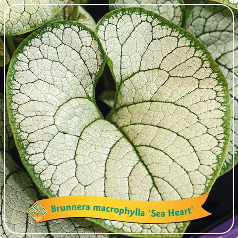 Brunnera macrophylla 'Sea Heart'