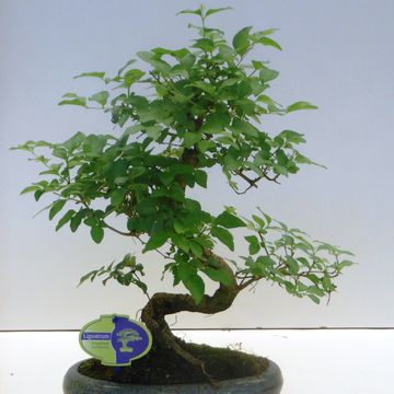 Ligustrum sinense