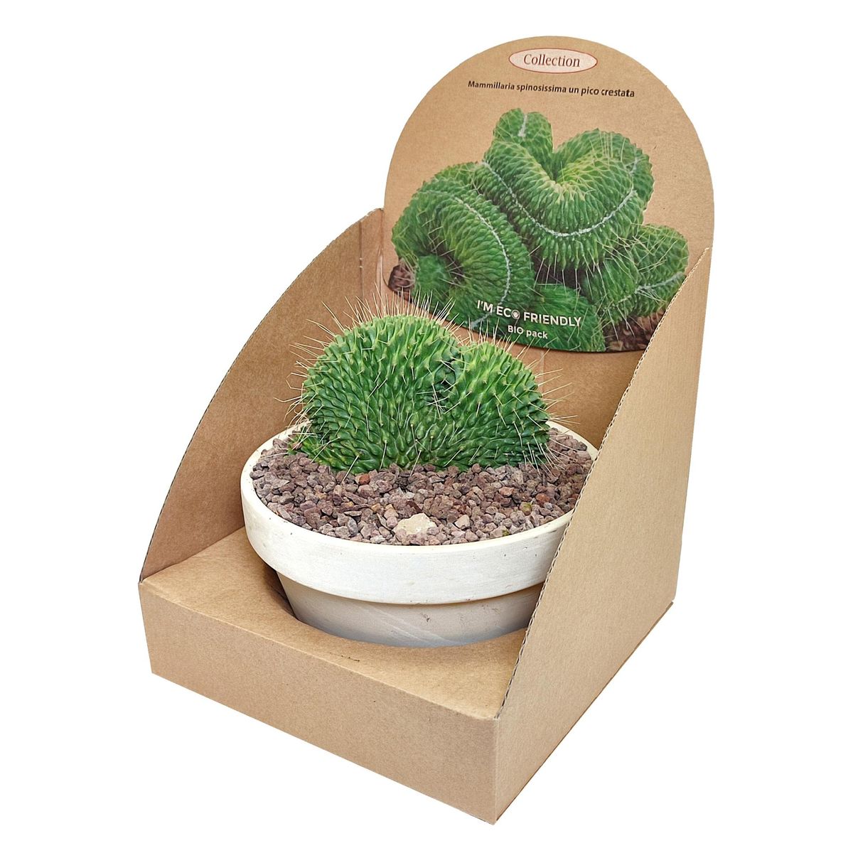 Mammillaria spinosissima 'Un Pico Cristata'  Plant Wholesale FlorAccess