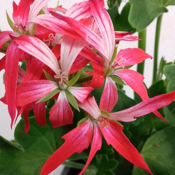 Pelargonium FIREWORKS BICOLOR