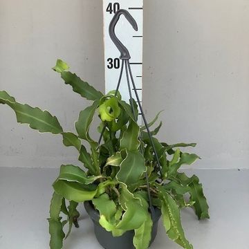 Epiphyllum guatemalense