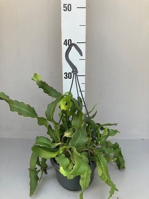 Epiphyllum guatemalense