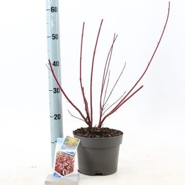 Cornus alba MIRACLE