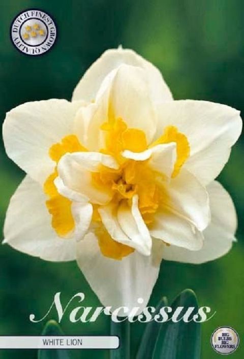 Narcissus 'White Lion'