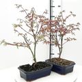 Acer palmatum 'Atropurpureum'
