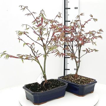 Acer palmatum 'Atropurpureum'