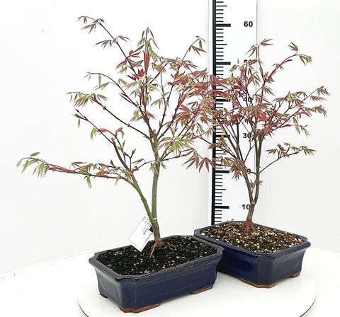 Acer palmatum 'Atropurpureum'