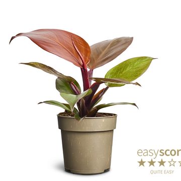 Philodendron 'Cherry Red'