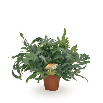 Phlebodium aureum 'Blue Star'