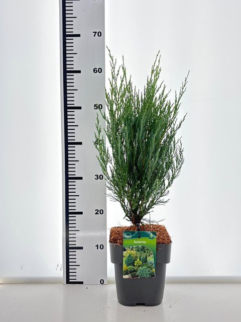 Juniperus scopulorum 'Moonglow'