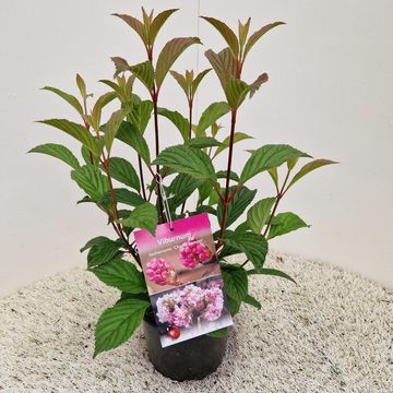 Viburnum x bodnantense 'Charles Lamont'