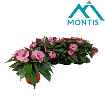 Impatiens NEW GUINEA 'Pink'
