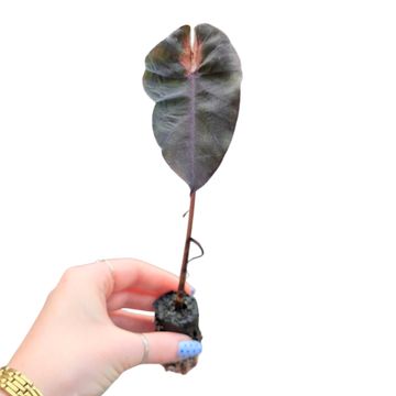Colocasia 'Hybrid Black Mambo'