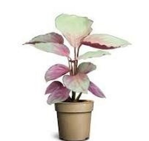 Calathea 'Silver Plate'