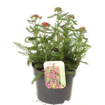 Achillea millefolium MILLY ROCK MIXMASTERS DANCE