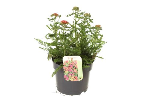 Achillea millefolium MILLY ROCK MIXMASTERS DANCE