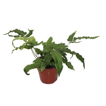 Dryopteris sieboldii