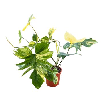 Philodendron FLORIDA BEAUTY x P. mayoi