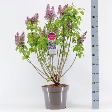 Syringa vulgaris 'Виктор Лемуан'