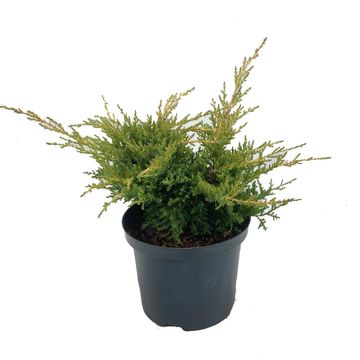 Juniperus x pfitzeriana 'Gold Star'