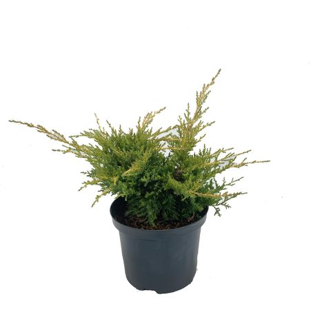 Juniperus x pfitzeriana 'Gold Star'