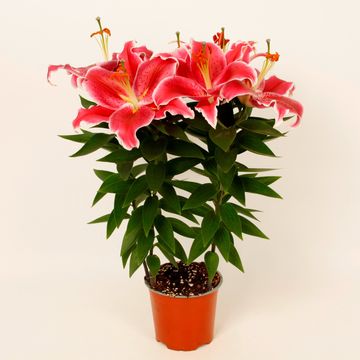 Lilium 'After Eight'