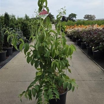 Heptacodium miconioides TEMPLE OF BLOOM