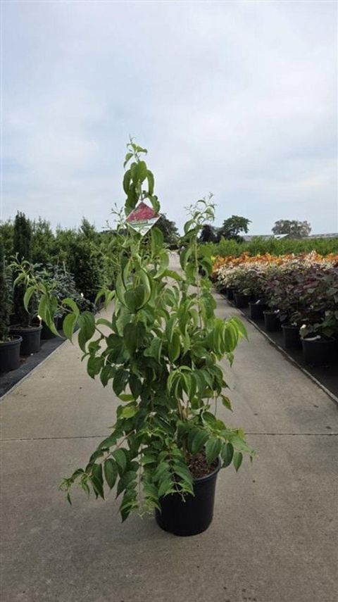 Heptacodium miconioides TEMPLE OF BLOOM