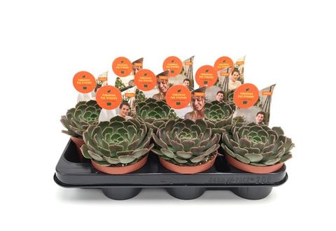 Echeveria 'Brown Rose'