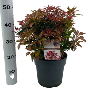 Pieris japonica 'Mountain Fire'