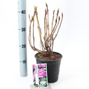 Hydrangea macrophylla 'Gertrud Glahn' (About Plants Zundert BV)