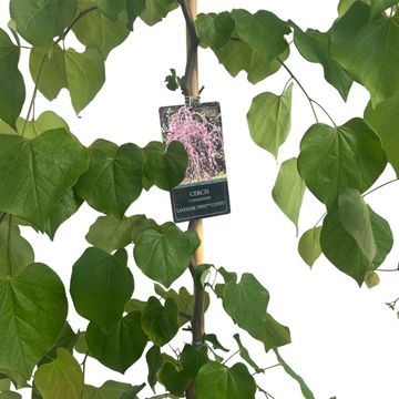 Cercis canadensis LAVENDER TWIST