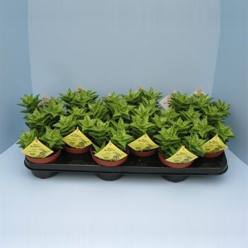 Aloe squarrosa