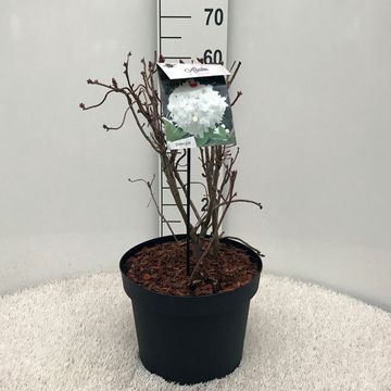 Rhododendron 'Whitethroat' (AK)