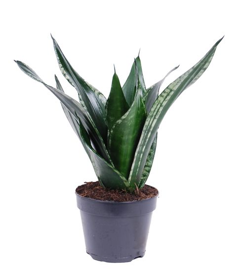 Sansevieria trifasciata 'Grey Stripe'