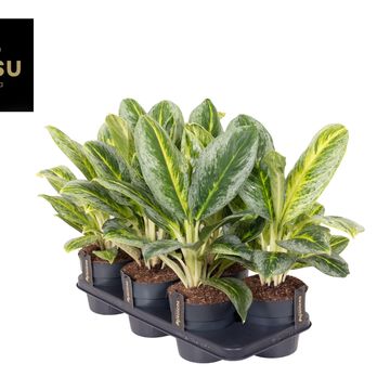 Aglaonema 'Bitter Lemon'