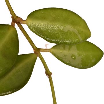 Hoya tsangii