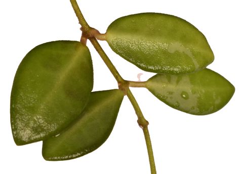 Hoya tsangii