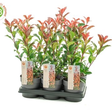 Photinia x fraseri CARRÉ ROUGE