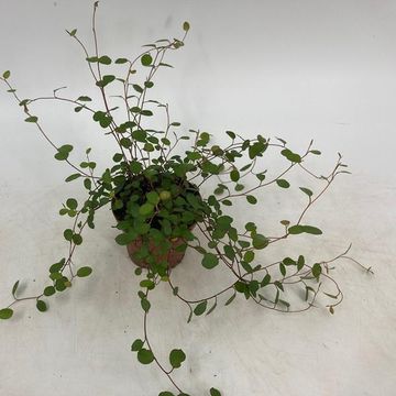 Muehlenbeckia complexa