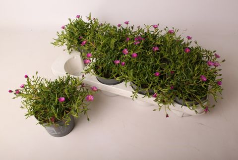 Delosperma cooperi LIDO MAGENTA