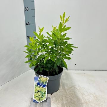 Choisya ternata SUNDANCE