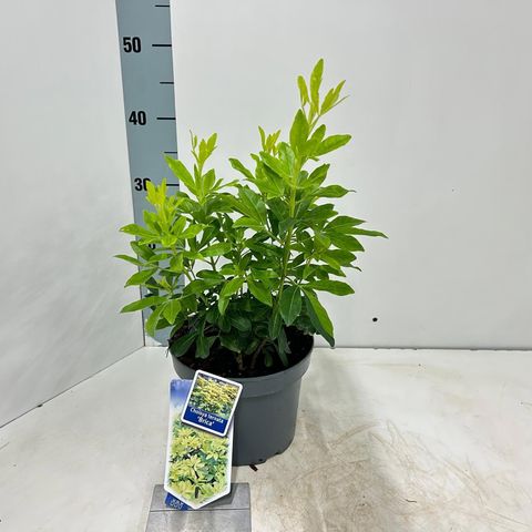 Choisya ternata SUNDANCE