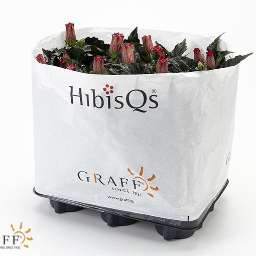 Hibiscus rosa-sinensis HIBISQS MIX