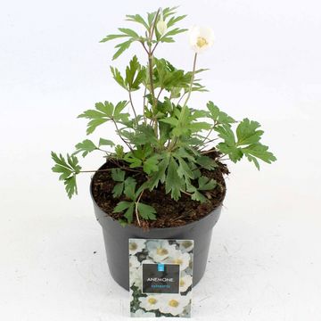 Anemone sylvestris
