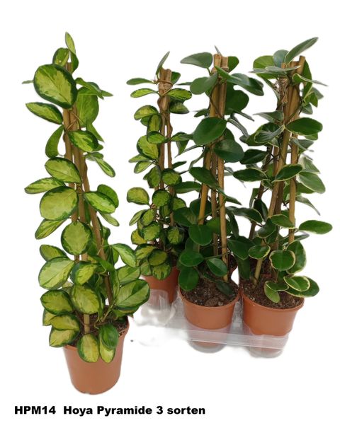 Hoya MIX