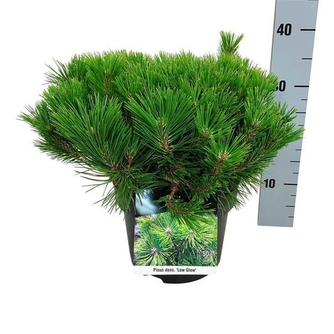 Pinus densiflora 'Low Glow'