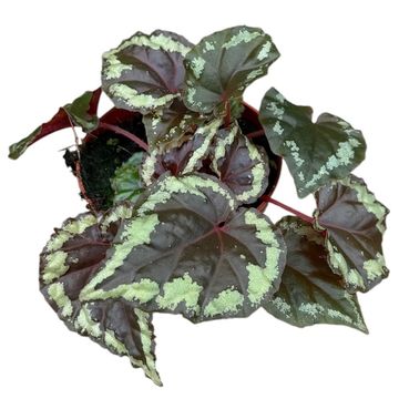 Begonia ignita