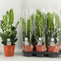 Zamioculcas zamiifolia